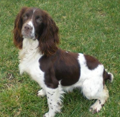 De La Bruyère Des Varrats - Ginger la cousine d’Irlande