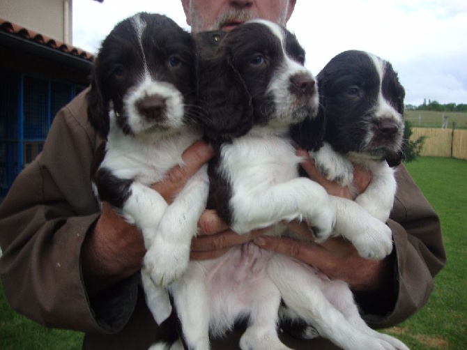 De La Bruyère Des Varrats - TROP BEAUX LES BEBES DE GINGER ET FLOCON